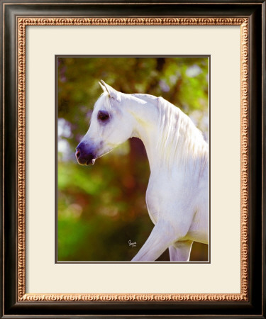Graceful Beauty by Suzanne Sturgill Pricing Limited Edition Print image