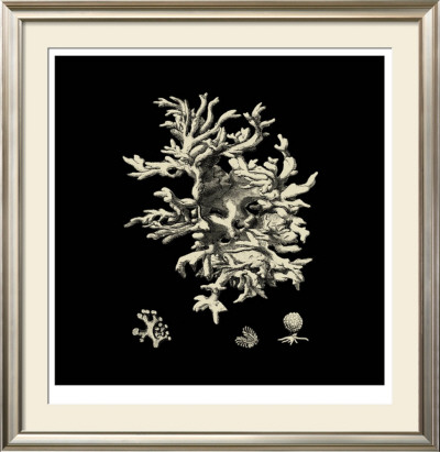 Black And Tan Coral Iii by Vision Studio Pricing Limited Edition Print image