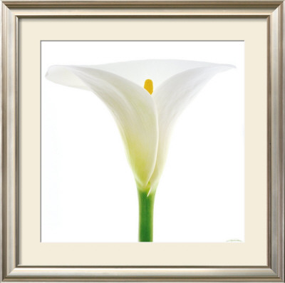 Arum by Guillaume Plisson Pricing Limited Edition Print image