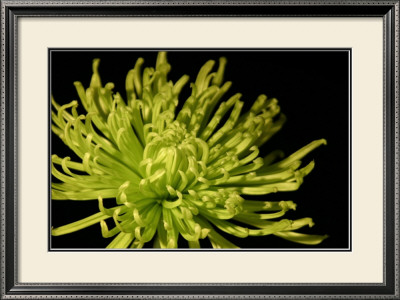 Fuji Mum I by Renee Stramel Pricing Limited Edition Print image