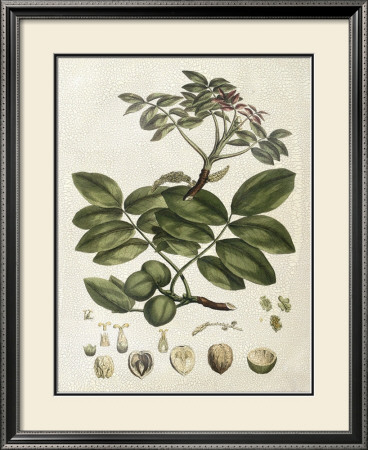 Miller's Bounty Vi by John Miller (Johann Sebastien Mueller) Pricing Limited Edition Print image