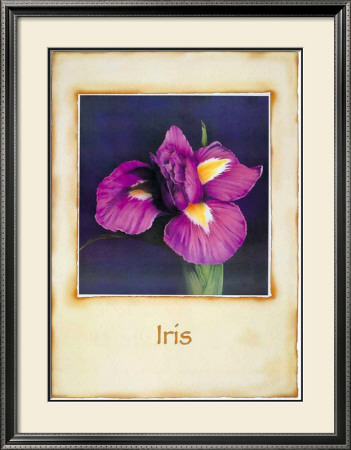 Iris by Richard Penn Pricing Limited Edition Print image