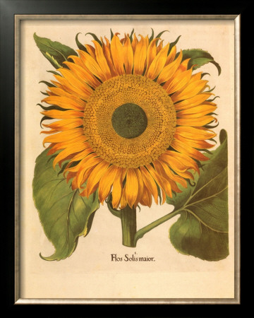 Sunflower by Basilius Besler Pricing Limited Edition Print image