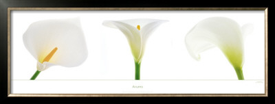 Arums by Guillaume Plisson Pricing Limited Edition Print image