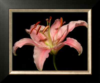 Dream Lilies Ii by Renee Stramel Pricing Limited Edition Print image
