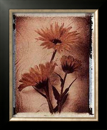 Daisy Study I by Dick & Diane Stefanich Pricing Limited Edition Print image