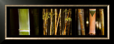 Bamboos by Laurent Pinsard Pricing Limited Edition Print image