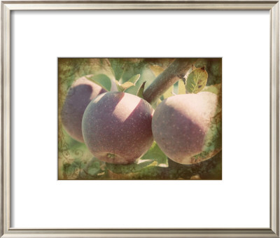 Vintage Apples I by Jason Johnson Pricing Limited Edition Print image
