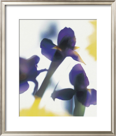 Transparente Blüten Iv by Joern Zolondek Pricing Limited Edition Print image