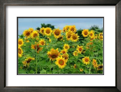 Sunnies by Bruce Morrow Pricing Limited Edition Print image