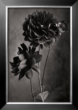 Ruby Dahlia by Sondra Wampler Pricing Limited Edition Print image