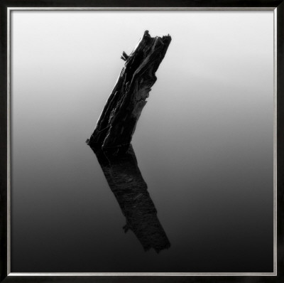 Stump In Hyatt Lake by Shane Settle Pricing Limited Edition Print image