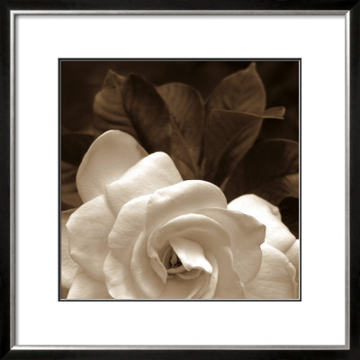 Gardenia Garden by Rebecca Swanson Pricing Limited Edition Print image