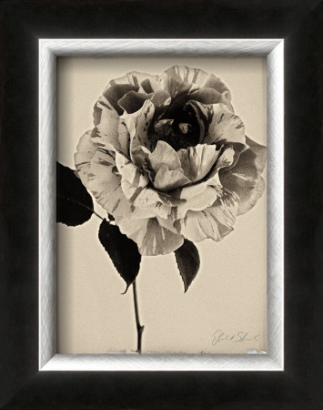 Sepia Rose by Deborah Schenck Pricing Limited Edition Print image
