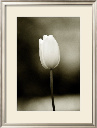 Early Morning Tulip by Jerry Koontz Pricing Limited Edition Print image