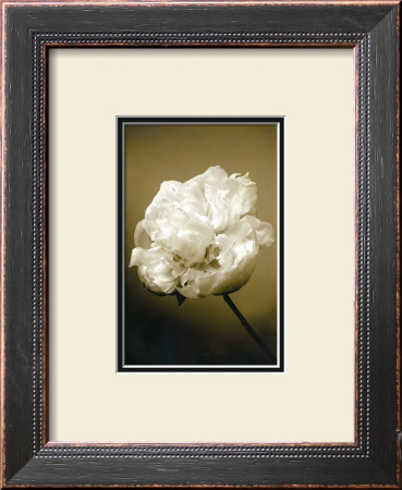 Peony Ii by Chris Sands Pricing Limited Edition Print image