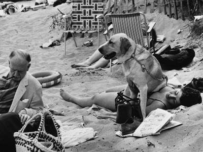 Sunbathing Under A Labrador, Abersoch 1968 by Shirley Baker Pricing Limited Edition Print image