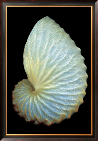 Paper Nautilus by Harold Feinstein Pricing Limited Edition Print image