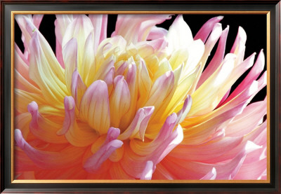 Dahlia by Amalia Veralli Pricing Limited Edition Print image