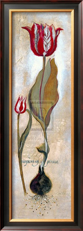 Tulipa Violoncello Iii by Augustine (Joseph Grassia) Pricing Limited Edition Print image
