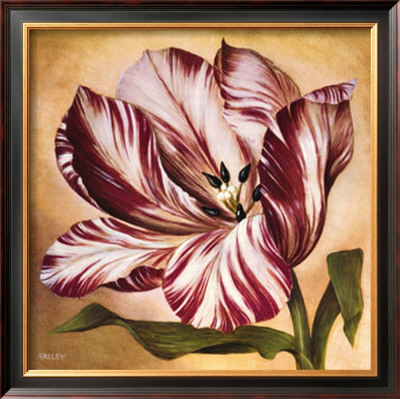 Stripey Tulip Ii by Galley Pricing Limited Edition Print image