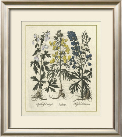 Besler Floral I by Basilius Besler Pricing Limited Edition Print image