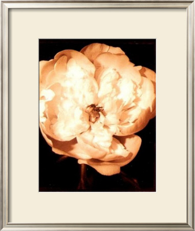 Beautiful Flower Iii by Gerard Van Hal Pricing Limited Edition Print image