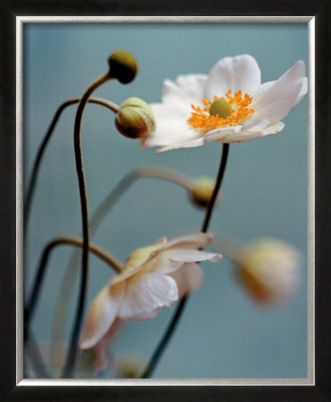 Anemone by Natalie Lane Pricing Limited Edition Print image