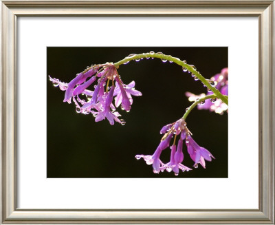 Dew For Two by Charlie Morey Pricing Limited Edition Print image