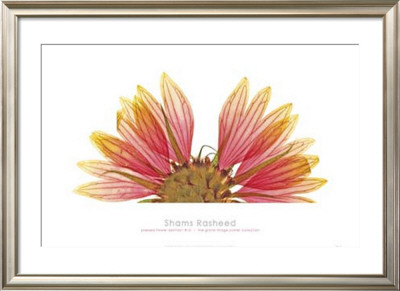 Pressed Flower Abstract No. 10 by Shams Rasheed Pricing Limited Edition Print image
