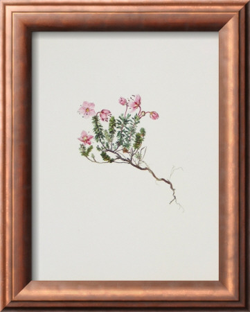 Small Alpine Rose by Moritz Michael Daffinger Pricing Limited Edition Print image