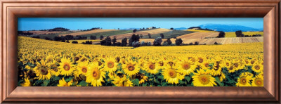 Sunflowers Field, Umbria by Philip Enticknap Pricing Limited Edition Print image