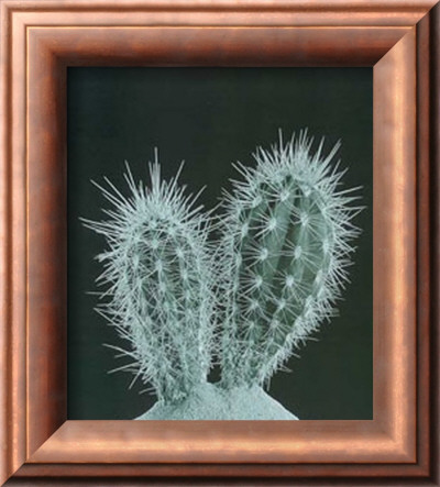 Cactus Plants I by P. Caban-Raget Pricing Limited Edition Print image