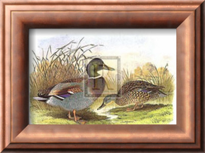 Ducks Iv by H. Jones Pricing Limited Edition Print image