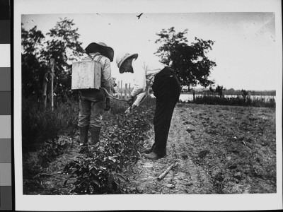 Dr. James Cornell And An Unidentified Man Spraying Potato Plants For Potato Bugs At Piney Point by Wallace G. Levison Pricing Limited Edition Print image