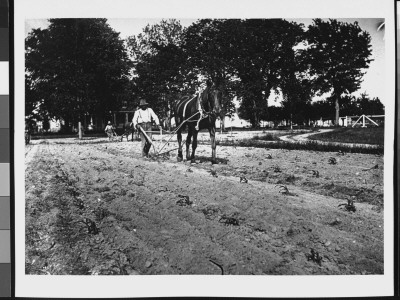 Two Black Men Pushing Horse-Drawn Ploughs To Cultivate The Corn Fields by Wallace G. Levison Pricing Limited Edition Print image