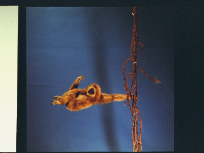 Gibbon Hanging From Wire And Vine Arrangement Regarding Motion Studies by Ralph Morse Pricing Limited Edition Print image