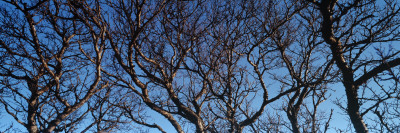Branches Of Barren Trees by Hordur Danielsson Pricing Limited Edition Print image