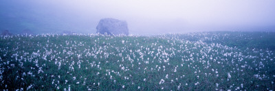 A Rock In Fog On A Field Of Cotton-Grass, Hornstrandir, Iceland by Bjarki Reyr Asmundsson Pricing Limited Edition Print image