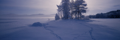 Trees On A Snow Covered Landscape by Staffan Brundell Pricing Limited Edition Print image