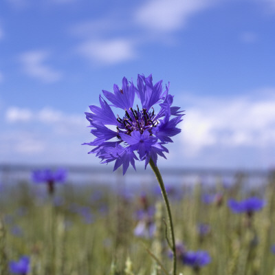 A Blue Flower by Ove Eriksson Pricing Limited Edition Print image