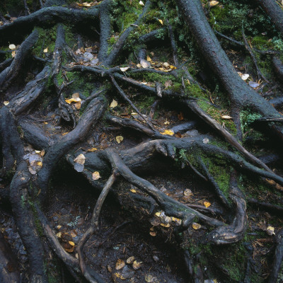 Tree Roots by Ove Eriksson Pricing Limited Edition Print image