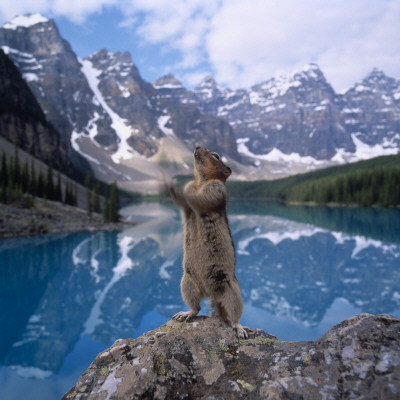 A Squirrel On A Lakeside In Mountains by Ove Eriksson Pricing Limited Edition Print image