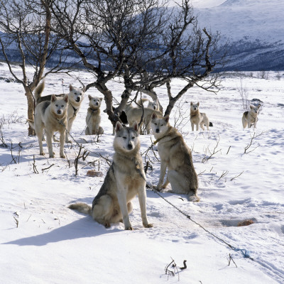 Group Of Huskies On A Snow Covered Landscape by Par Domeij Pricing Limited Edition Print image