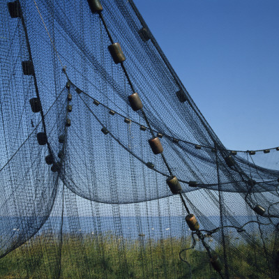 A Fishing Net With Floaties by Stig-Goran Nilsson Pricing Limited Edition Print image