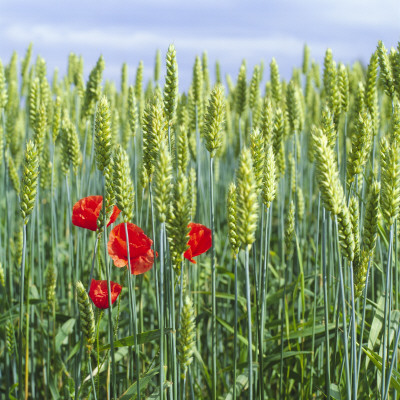 Close-Up Of Wheat Crop In A Field by Par Domeij Pricing Limited Edition Print image