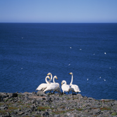 A Group Of Whopper Swans Standing By The Sea In Langanes, North East Iceland by Throstur Thordarson Pricing Limited Edition Print image