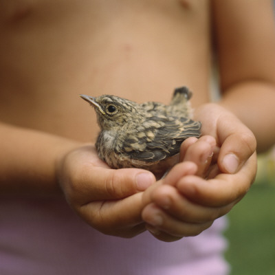 Baby Bird In Boy's Hands by Ove Eriksson Pricing Limited Edition Print image