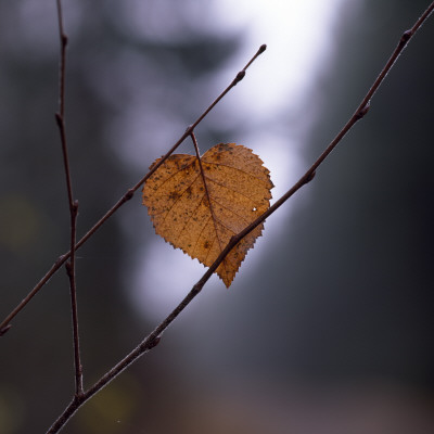 A Brown Autumn Leaf, Sweden by Pierre Rosberg Pricing Limited Edition Print image