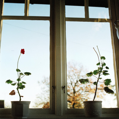 Plants Growing In A Window by Tina Jonsson Pricing Limited Edition Print image